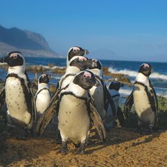 Boulders Beach Zuid Afrika groepsrondreis 2